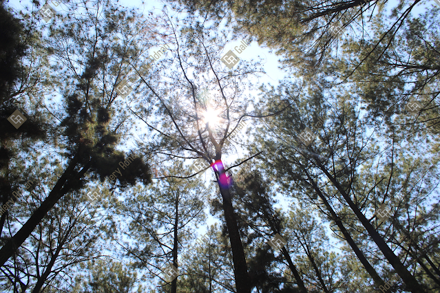 The sun was covered in pine branches,photography,Canon EOS 1500D,Shutterstock