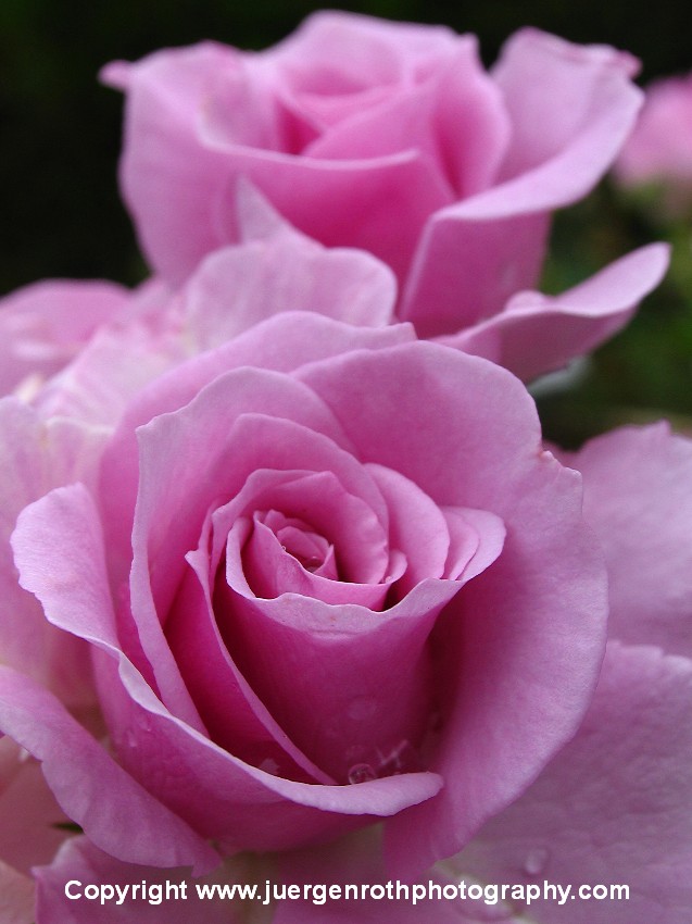 Yesterday morning I made a short trip to the James P. Kelleher Rose Garden, near Fenway Park in Boston. It's another rose garden only 15 minutes away from 