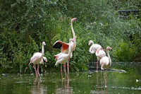 Flamingos - London Zoo