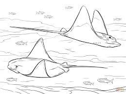 stingrays coloring pages