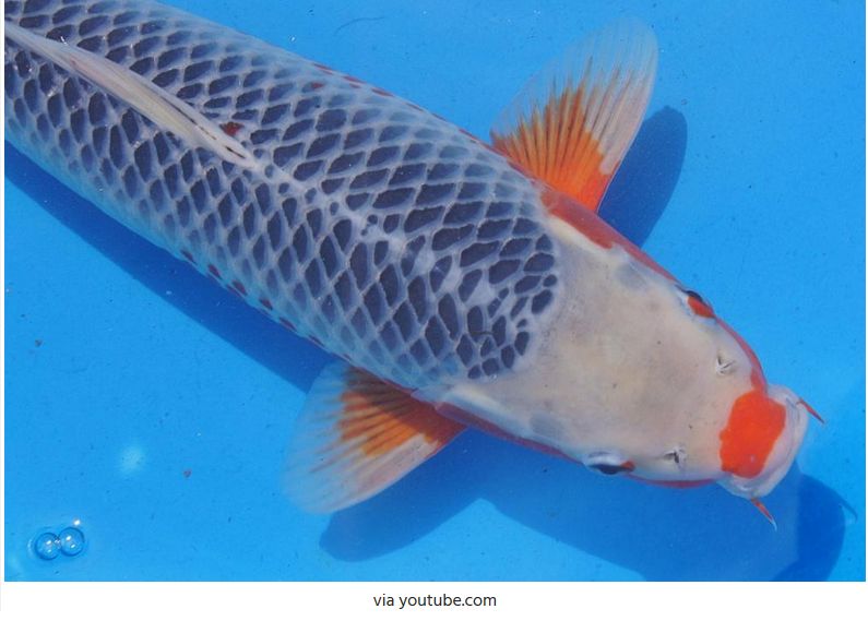 Jenis-Jenis Ikan Koi Asagi