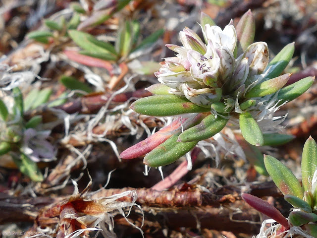 tiny white flowers in tiny leaves