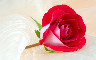 Valentine Roses Online | Send Roses for Valentine's Day - Ferns N