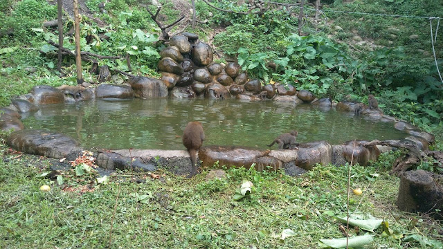 【台中旅遊景點推薦】大坑郭叔叔獼猴生態園區