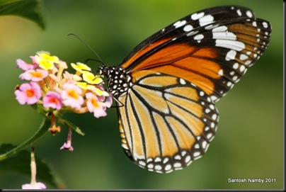 Striped Tiger