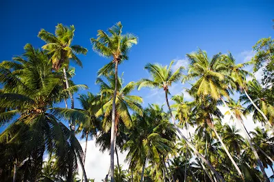 Kokospalmen auf den Seychellen