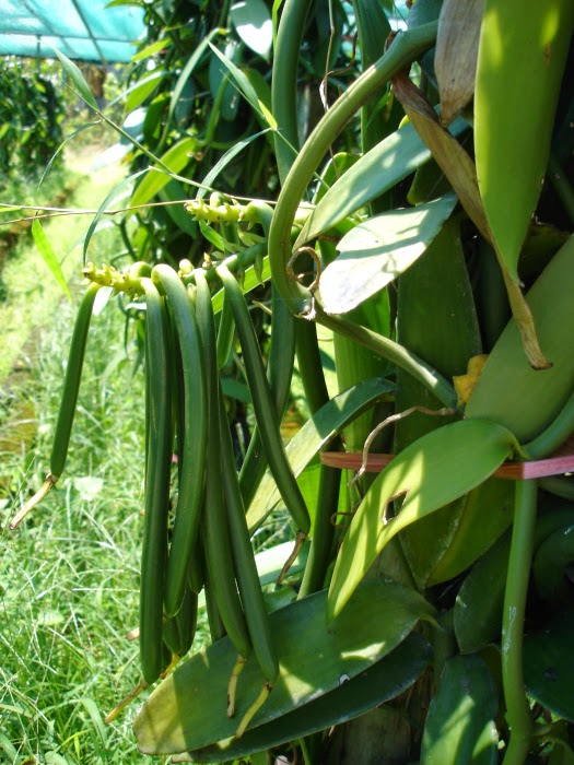 BiOSC UGM Mengenal Vanilla planifolia