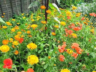 Pot marigolds and red poppies.