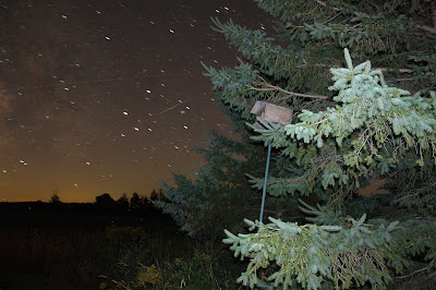 bird house in pine tree, stars and planets in background