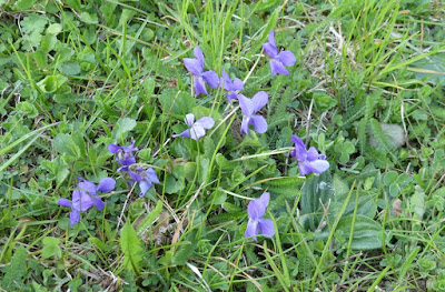 Veilchen im Garten