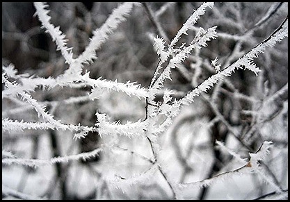 Hoarfrost 1-26-11 branch