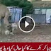 Full Funny Fight Between Camel and Goat in London