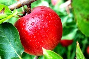 37+ Terbaru Gambar Pohon Buah Apel Merah