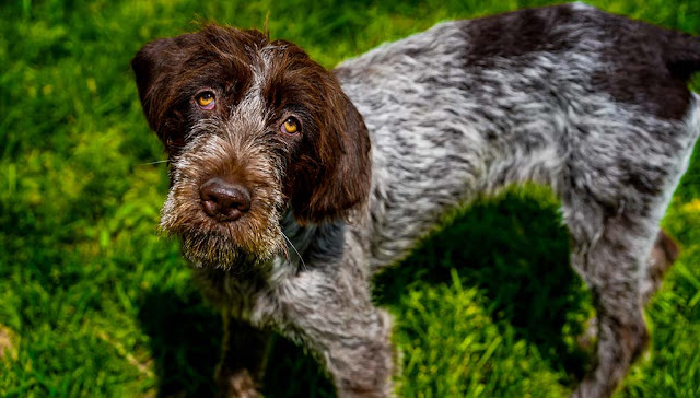 A Wirehaired Pointing Griffon in a hunting field with its owner, A Wirehaired Pointing Griffon swimming in a lake, A Wirehaired Pointing Griffon swimming in a lake.