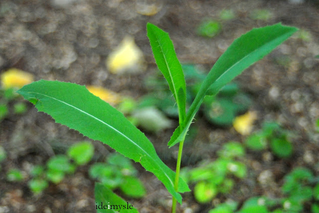 lactuca serriola, prickly lettuce, dzikie chwasty przepis, edible wilds