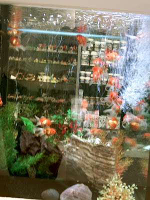 goldfish tank setup. Gold Fish Tank