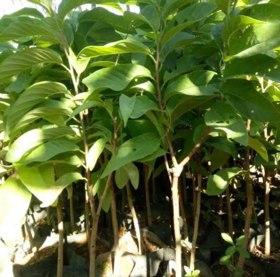 jual bibit buah srikaya jumbo original bisa ditanam dipot Maluku Utara