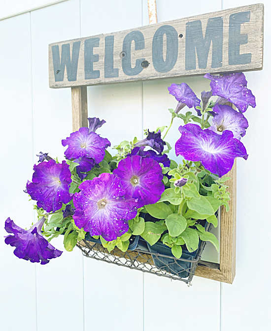 welcome planter with petunias