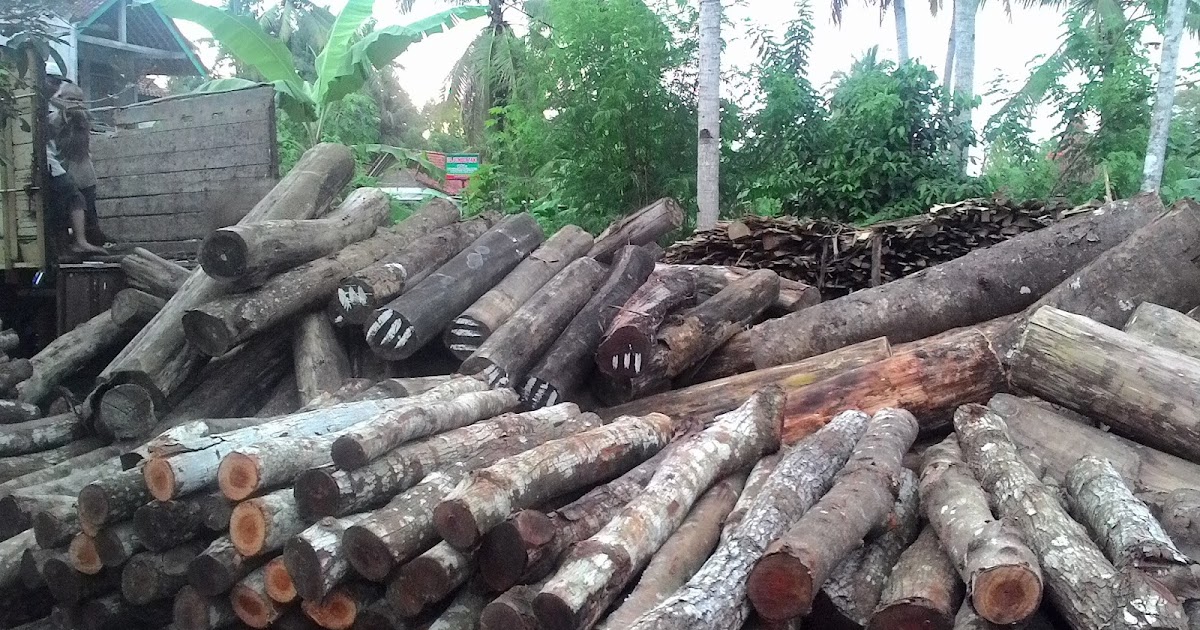  Harga  Kayu  Akasia  Mangium DUTA RIMBA INDONESIA