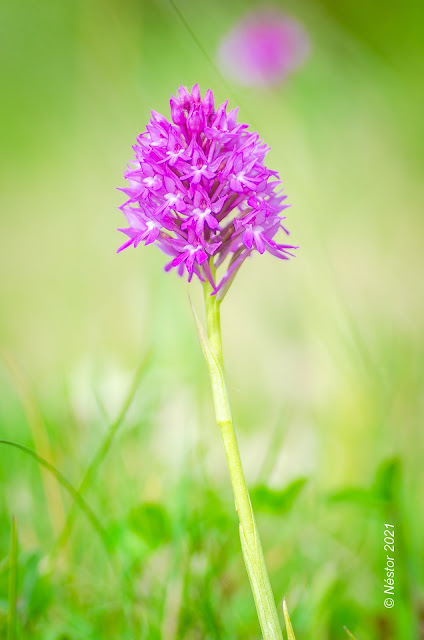 Orquídea