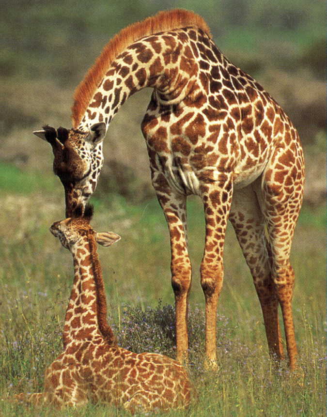Animalsfromtheworld Curiosity About Baby  Giraffe 