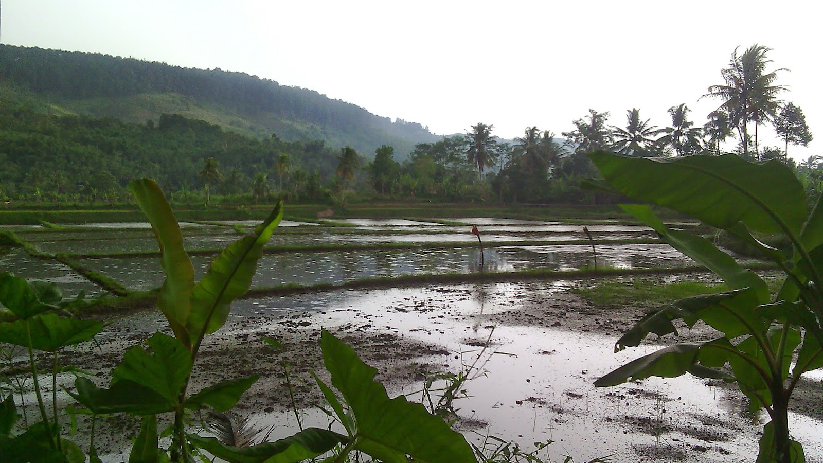 Jual Tanah Padalarang