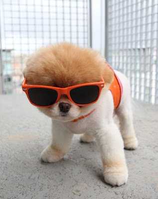 Meet Boo the Cutest Pomeranian Dog Seen On  www.coolpicturegallery.us