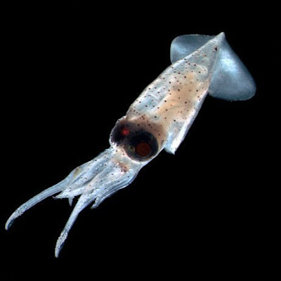 new s004 New Species Found in Remote Asian Sea?