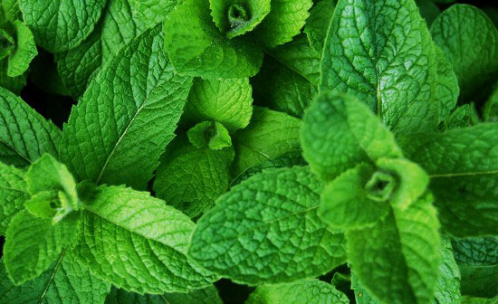 Mint is one of the most popular medicinal herbs in the world.From different species identified from this plant Few of them are worth the medicine.