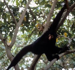 Funny Black Spider Monkey