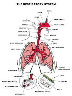 Respiratory System Anatomy of the Human Body Picture