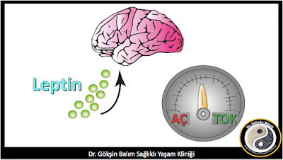 Leptin Hormonunu Bozanlar Ve Bozmayanlar Nelerdir