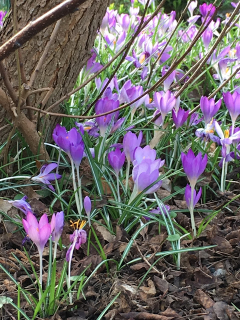 Crocus flowering in Britain #spring #springflowers #crocus