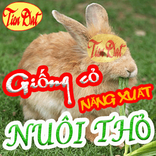 Top 4 loại giống cỏ nuôi thỏ tốt nhất HIỆN NAY