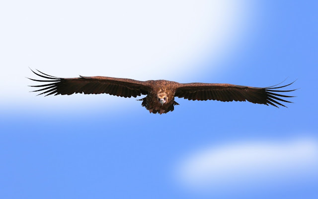 Photo Of Eagle Bird