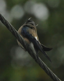 Whiskered Tree Swift