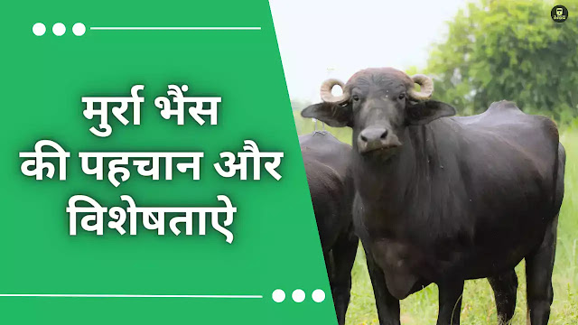 Murrah Buffalo Breed , Delhi Buffalo, मुर्रा भैंस , मुर्रा भैंस की विशेषताएं , मुर्रा भैंस उत्पादन , murra bhains,bhains,gay bhains,bhains ka photo,murra bhains ki photo,nbagr पंजीकृत नस्लों 2024,nbagr registered breeds 2024,nbagr registered breeds,nbagr