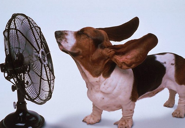 Les chiens et les chats à la loupe
