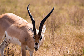 Grant's Gazelle