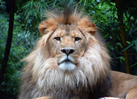 lion king  picture wild animal wallpaper tiger big cat species