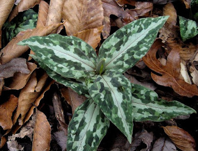 Trillium underwoodii