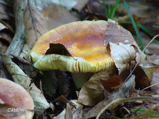 Russula aurea DSC144057