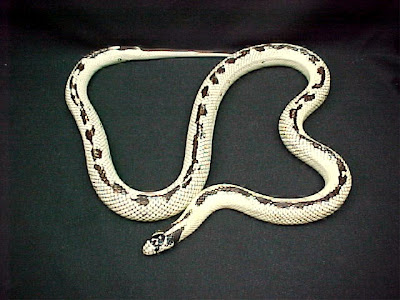 Banana King Snake Photos