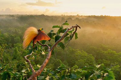 Paradisaea apoda