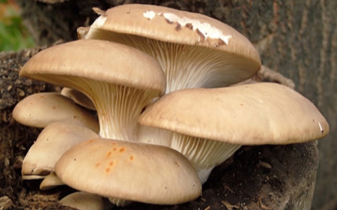 Mushroom Supplier Company in Vasai-Virar | Mushroom Supplier Company in India | Biobritte Agro Solutions Private Limited