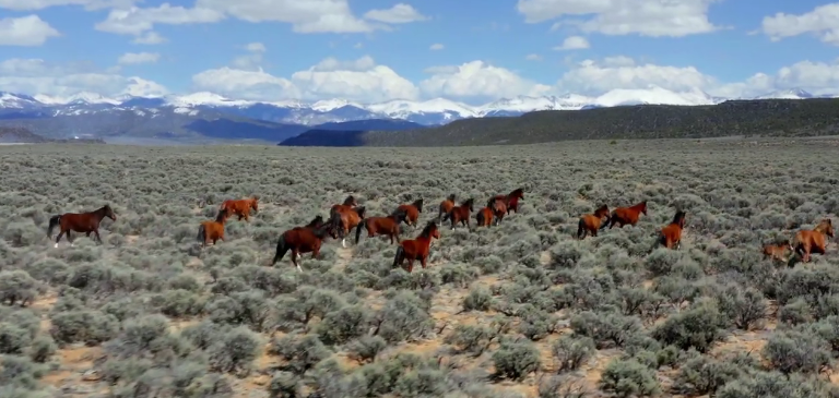 Horses are galloping in the desert of Africa.