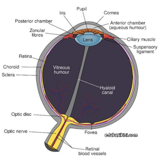 Mata Bionik Penglihatan Untuk Orang Buta
