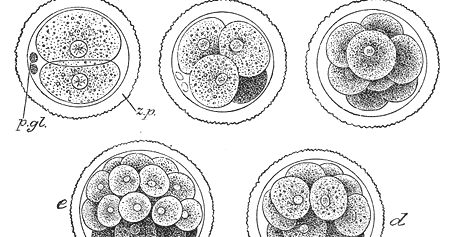 pengertian embriogenesis, somitogenesis, dan organogenesis