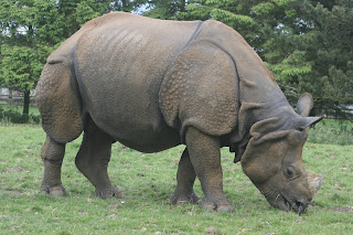 indian rhinoceros