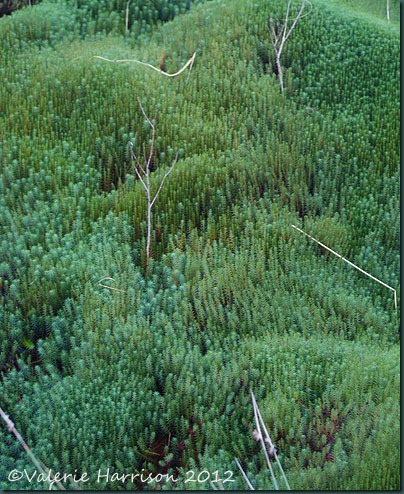 40-moss